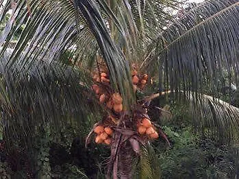 Anse aux Pins Villa Citronella